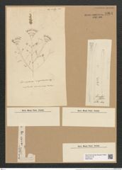 Licmophora flabellata (Carm.) Ag. (de-Toni-Nr.: Genus 86, Species 2953) Zeichnungen Sammlung Grunow Nr. 5964 (NHMW-BOT-W0374440)